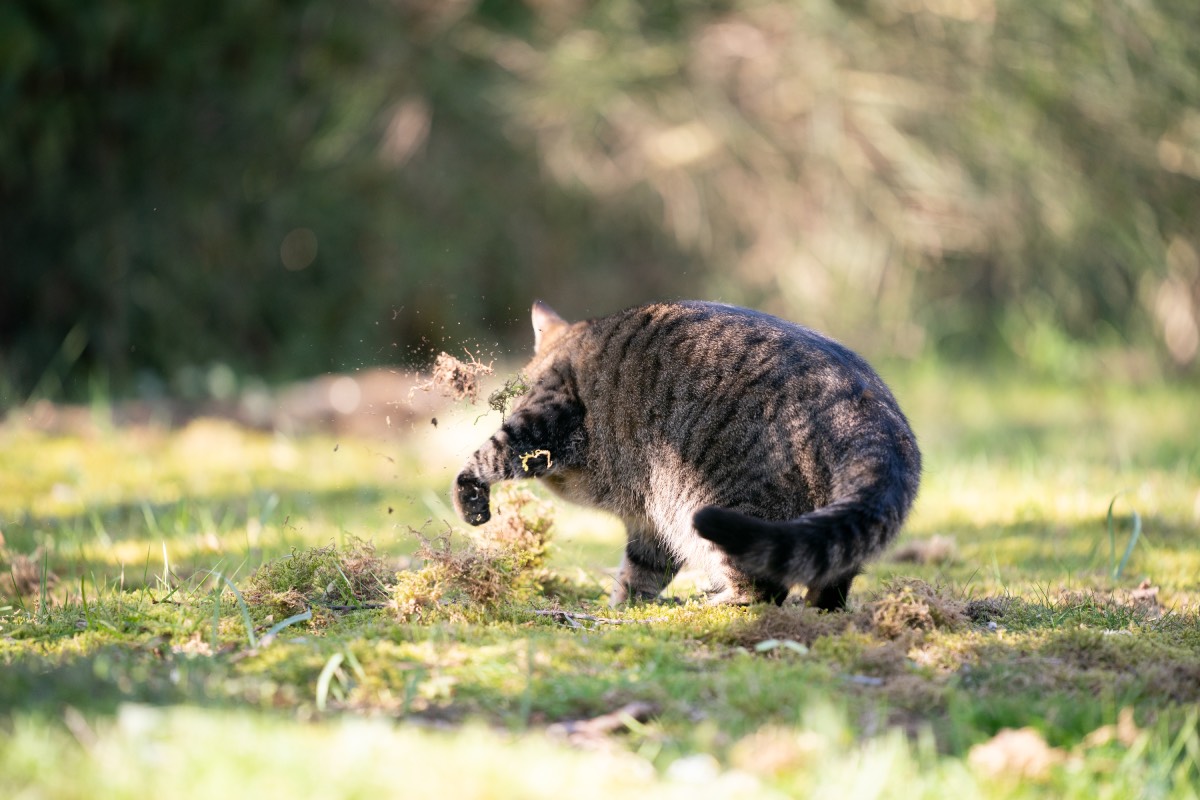 plants toxiques chat jardin creuser