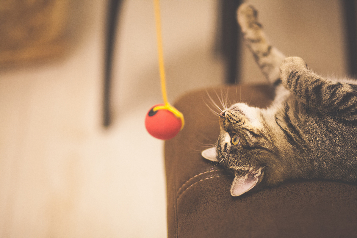 chat heureux avec distraction