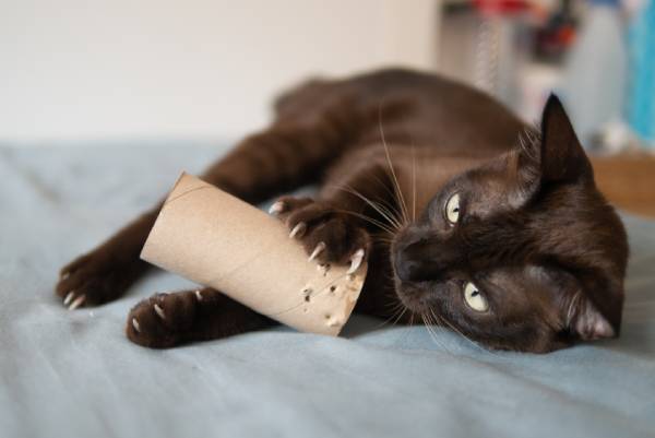 Entraîner son chat à l’intérieur: boulette de papier
