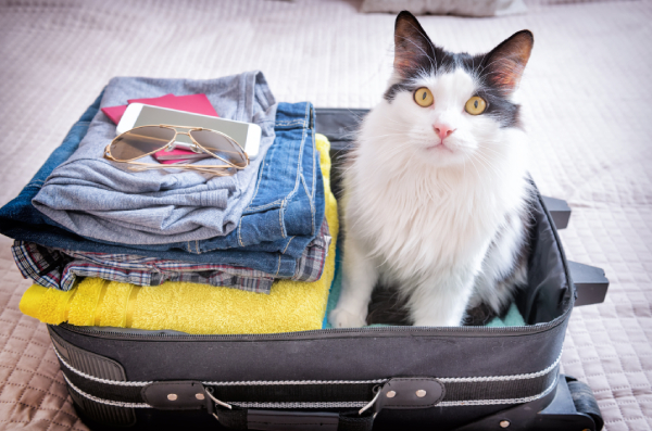 que prendre en vacances vorte animal