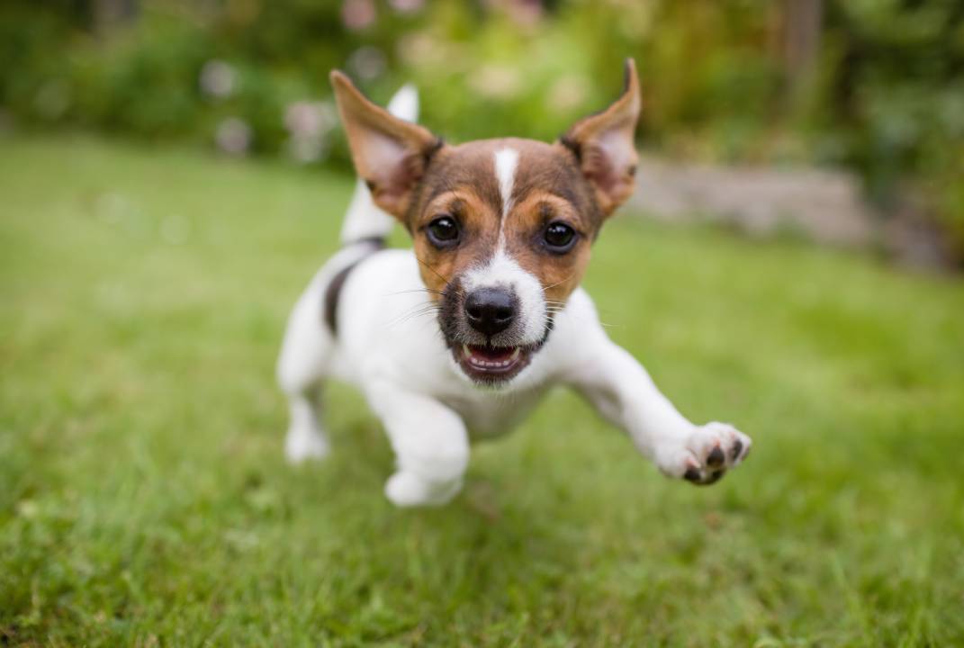wormen puppy