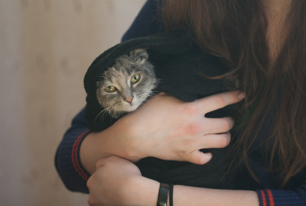 Mon chat souffre-t-il ?