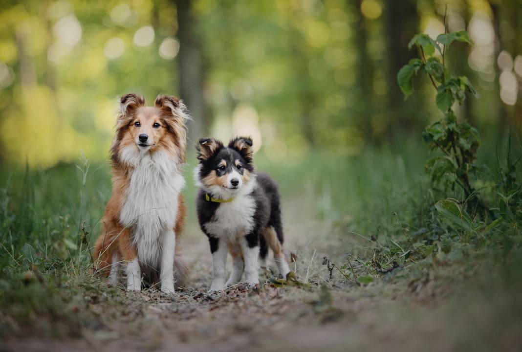 infection par un ver chez le chien