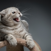 Help, onze kat blaast naar de baby! 