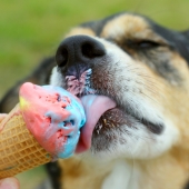 Opgelet! Dit zijn de gevaren van suiker voor je hond