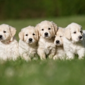 wormen hond