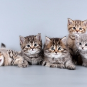 wormen kat