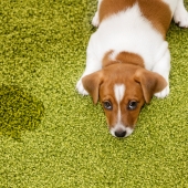 Je hond plast plots in huis. Vervelend, maar niet onoverkomelijk! 