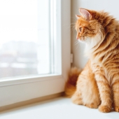 Een kat houden op je appartement? Dat kan!