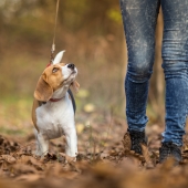 A quelle fréquence faut-il promener son chien ?