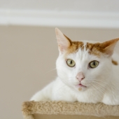 Plast je kat in huis? 5 tips om het op te lossen