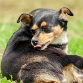 Mijn hond likt zichzelf de hele tijd. Waarom doet hij dat?
