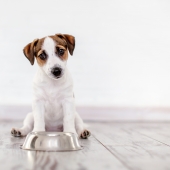 Help, mijn pup wil niet eten! Wat is er aan de hand?