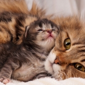 Je kat blaast naar je nieuwe kitten? Zo worden ze de beste maatjes!