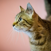 Kattentaal: dit vertelt de lichaamstaal van je kat