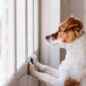  chien devra rester seul à la maison