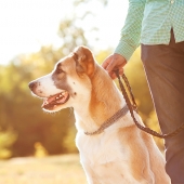 hond uitlaten