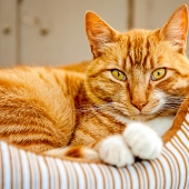 ténia vers chats ver types chat