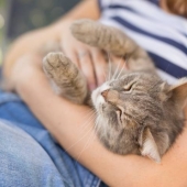 Vermifuger chat facilement rapidement