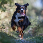 les meilleures promenades pour chiens