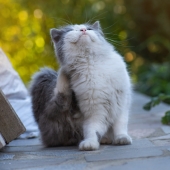 Parasites chez les chats