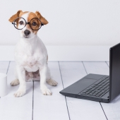 ontwormen hond