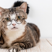 vermifuger chat