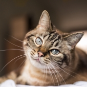 Artrose bij katten
