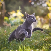 beweging kat