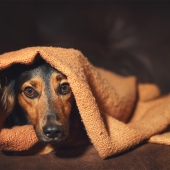 Aidez votre chien en cas de situation perturbante