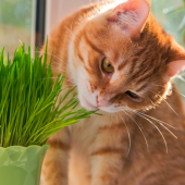 Mijn kat eet gras. Is dat gezond of juist gevaarlijk?