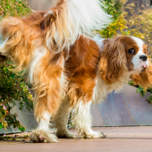 Struviet? Een vervelend probleem voor je hond!