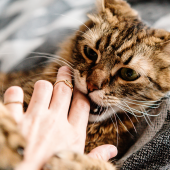 “Foei, foei, foei!” Heeft jouw kat gedragsproblemen? 