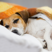 Heeft je hond warme oren? Dit kan er aan de hand zijn