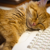 Waar dromen katten over en hebben ze ook nachtmerries?