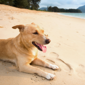 Samen eropuit! Dit zijn de leukste hondenstranden in België