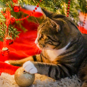 Help, mijn kat klimt in de kerstboom!