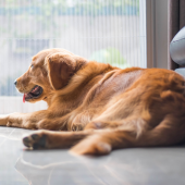 Is jouw hond niet graag alleen thuis? Zo help je hem erdoor