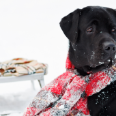 Un chien et son maître en train de s’amuser ensemble durant l’hiver