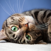 vers chat