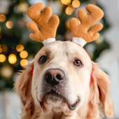 Hond en kat die een diervriendelijke kerst vieren bij de kerstboom