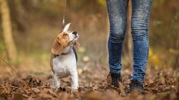 Je hond uitlaten: hoe vaak is gezond?