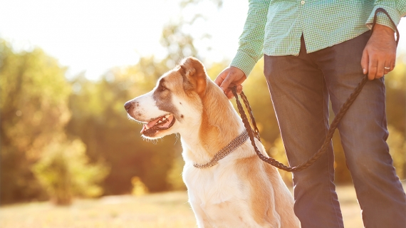 hond uitlaten