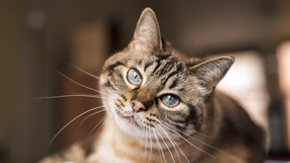 Artrose bij katten