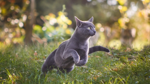 beweging kat