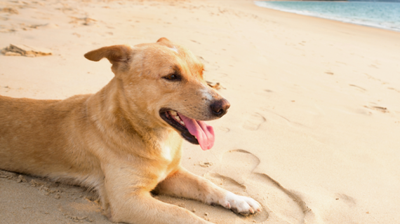 Samen eropuit! Dit zijn de leukste hondenstranden in België