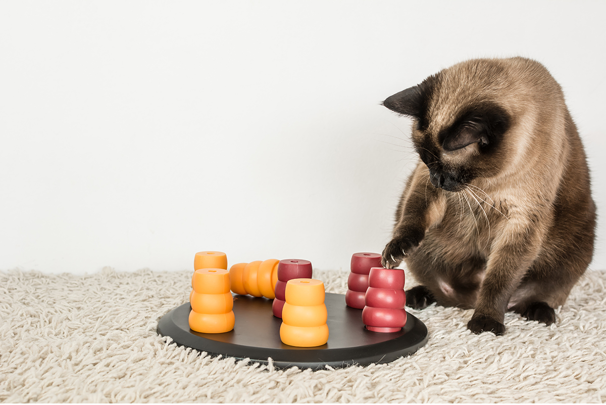 verveling kat interessant spelletjes